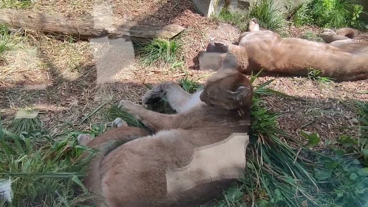 Part 3 - Ma Visite au Parc Zoologique Paris 🙋🏻‍♀️🎥 - Les Pumas 🐯🐯🐯