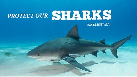 PROTECT OUR SHARKS