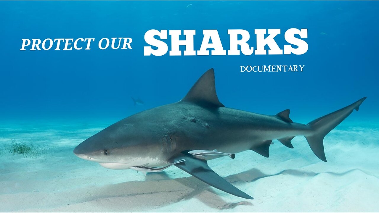 PROTECT OUR SHARKS