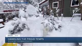 Pets can get hypothermia & frostbite