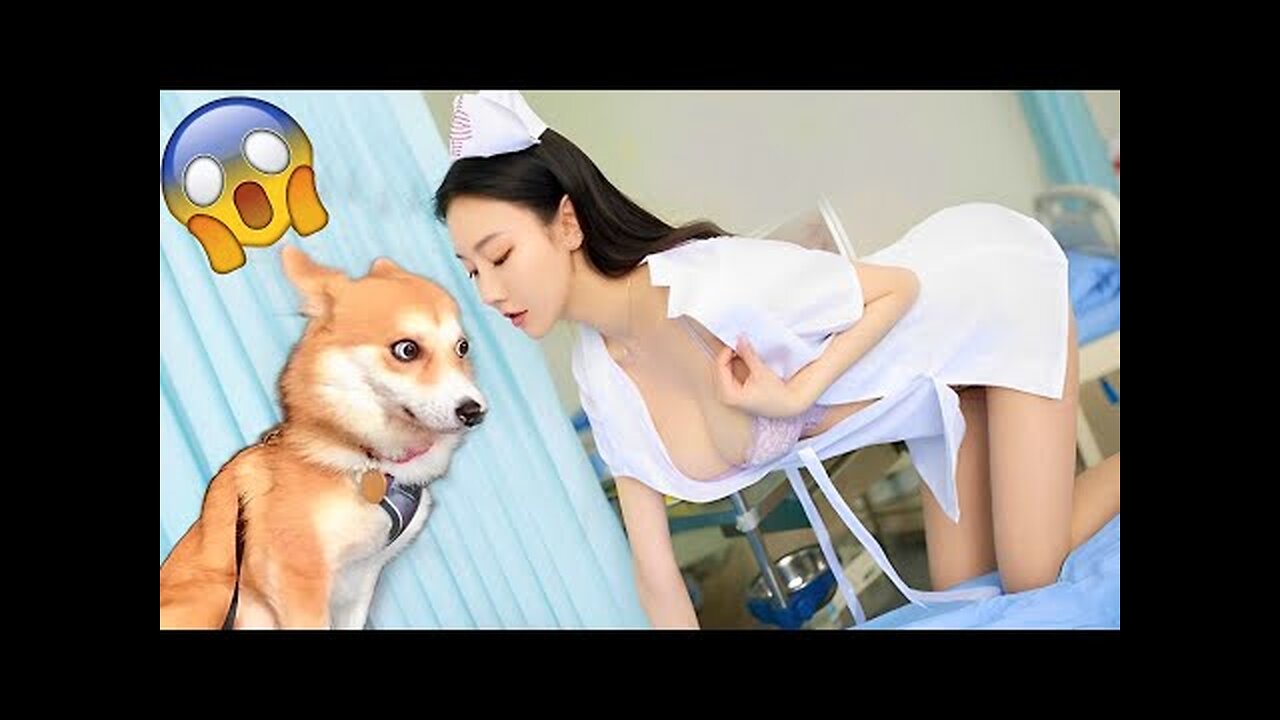 Funniest Animals Video - Funny Dogs And Cats - Try Not To Laugh Animals 2022