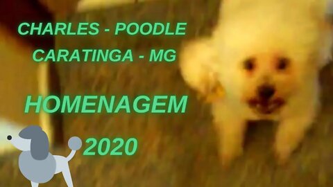 Homenagem ao Meo Amigo Poodle Charles, feita em 2020