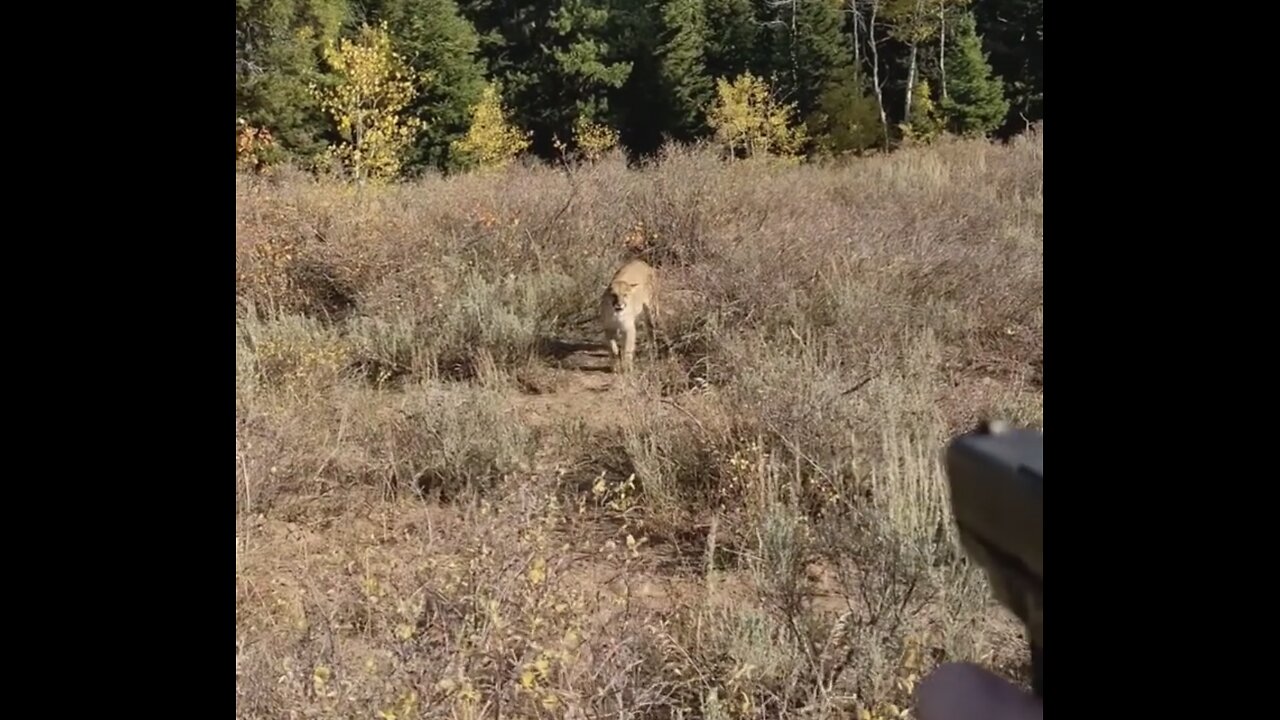 A story of survival from a lion attack