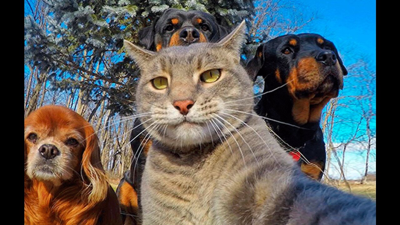 Cat Love His Friend Dog - Cute Video