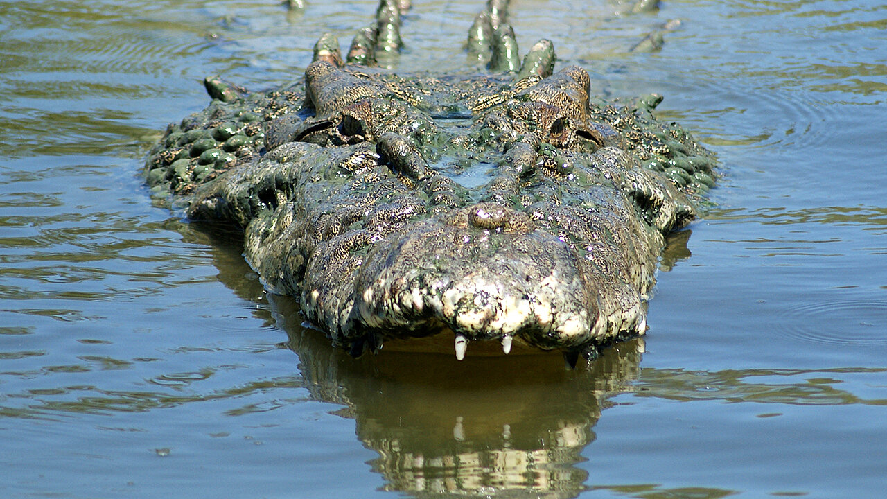 Saltwater Crocodile