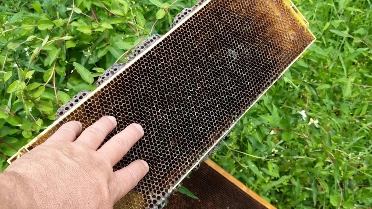 🐝PLASTIC FRAMES AND WHY THE HONEY BEES DO NOT USE THEM🐝