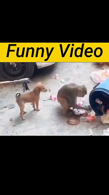 Amazing funny video