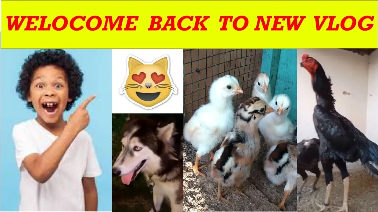 😍Welcome Back To Vlogs 😍 [ Karachi Royal Pets ]