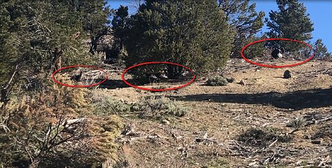 Spring Turkey Scouting 04/23/23 - It's gonna be different this year
