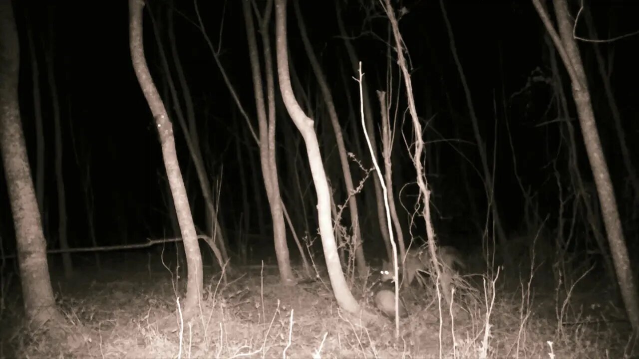 Sequence of events on my trail cam 2