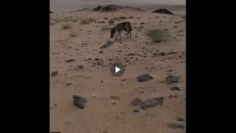 Dude helps a thirsty wolf in the desert