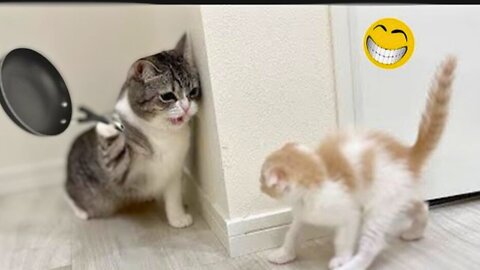 Funny Animal Videos 2023! Funniest Cat Video Compilation