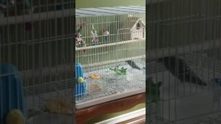 When Budgies Play 😂 #funny #shorts #youtubeshorts #animallover #budgies