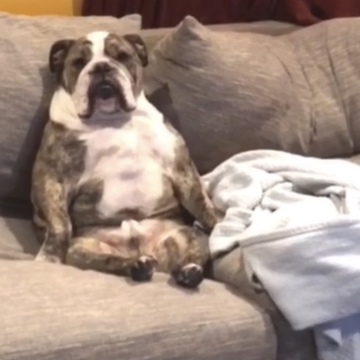 Hilarious bulldog sits upright like a person