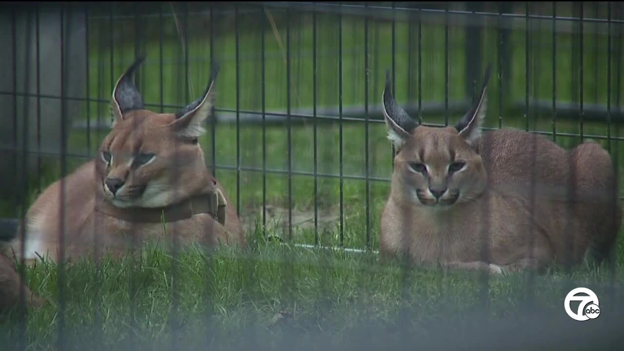 Royal Oak City Council proposes ordinance to ban wild pets