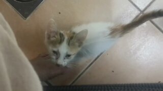 Cute and Adorable Kitten wants love @Cat Lovers