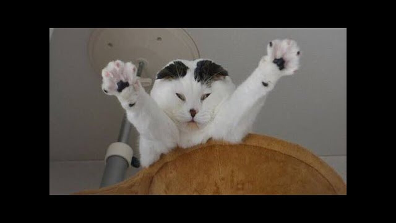 Funny animals video, kitten cat funny video, funny cats and dogs