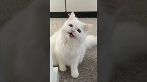 funny cat videos | cute cat videos| cute animals funny cats #shorts #shortsfunny #cutecat #funnycat