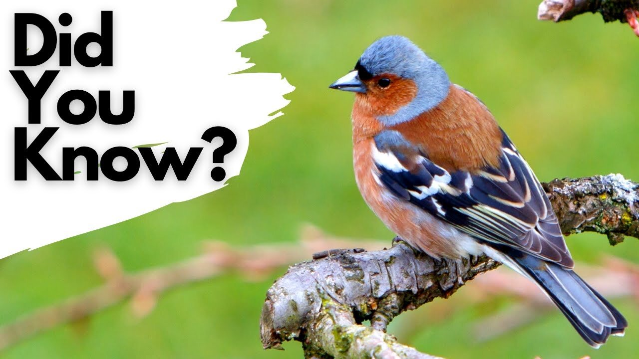 Things you should know about the Chaffinch!