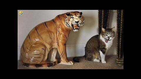 FUNNY CATS, DOGS and other CUTE ANIMALS Funniest Animal Videos 2023