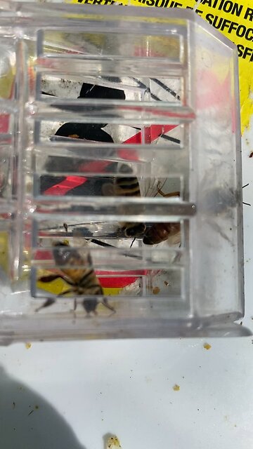 Sun glare and her angry disposition at jail make video difficult.