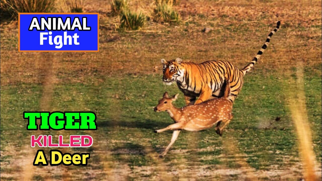 Tiger Attack Deer | Wild Animal Hunting Video |