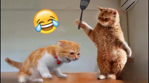 Funny Animals 😂😂😂😂