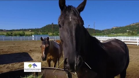 Harmony Horse Expo // Dumb Friends League