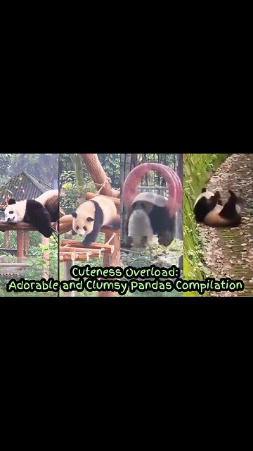 Cuteness Overload: Adorable and Clumsy Pandas Compilation
