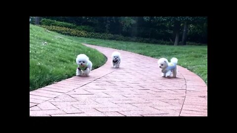 Three little guys running in the morning