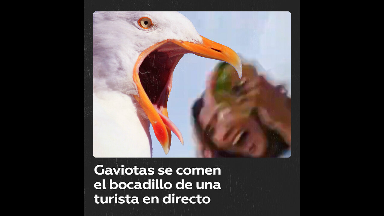 Gaviotas le quitan la comida a una chica en Venecia