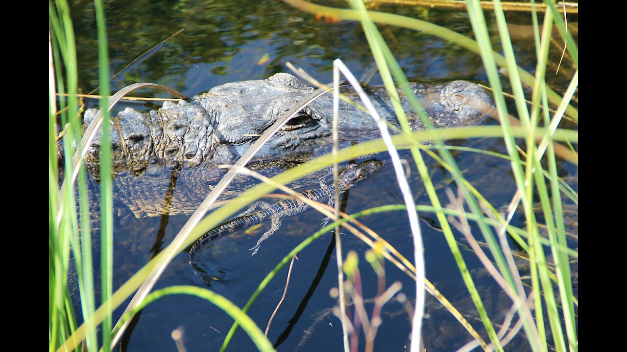 Walking on an Alligator's Snout