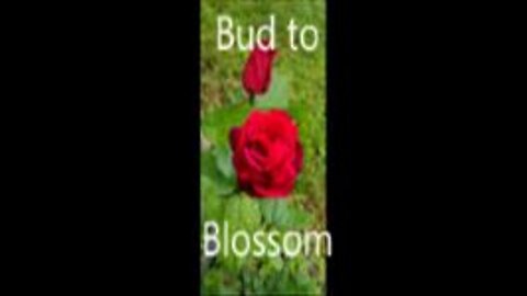 From Blossom to Bud #2