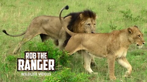 Lions In Love | Archive Mapogo Lion Footage