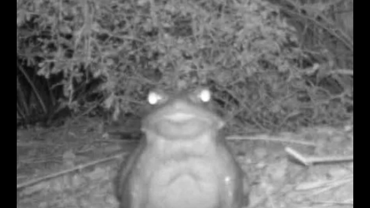 FRIDAY FUNNY - NATIONAL PARK SERVICE ASKS PEOPLE TO NOT LICK THE PSYCHEDELIC TOADS