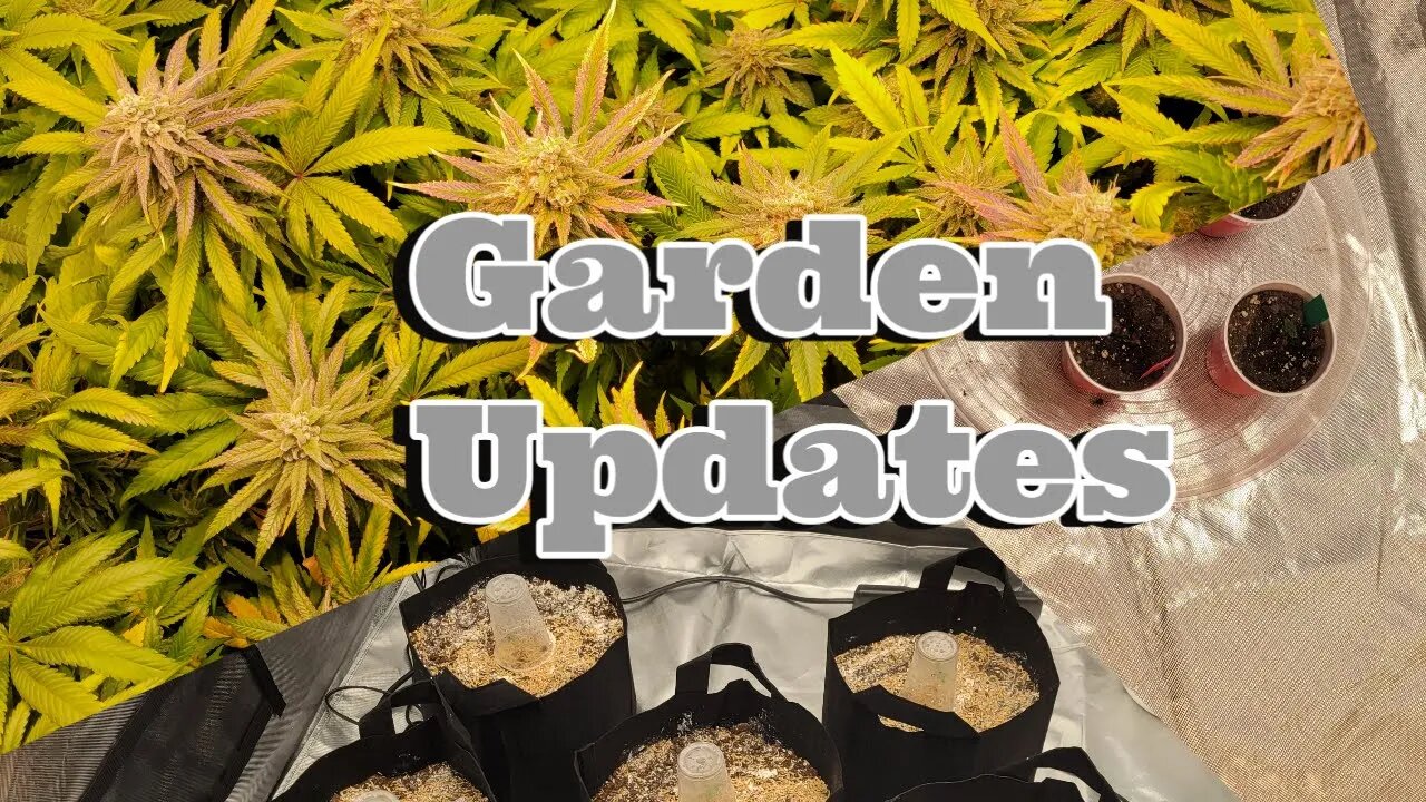 Grow Updates #UnitFarm #ACInfinity #SpiderFarmer