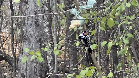 Hairy Wood Pecker James Gardens Toronto