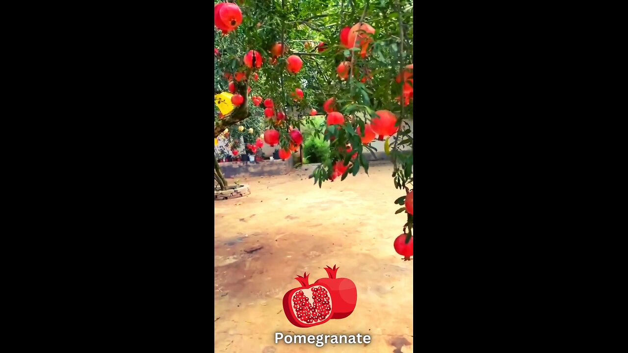 Amazing fruits | Pomegranate