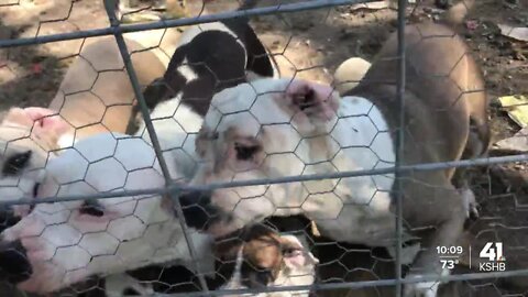 Ray County Sheriff's Office breaks up puppy mill, 50 to 70 dogs found on property