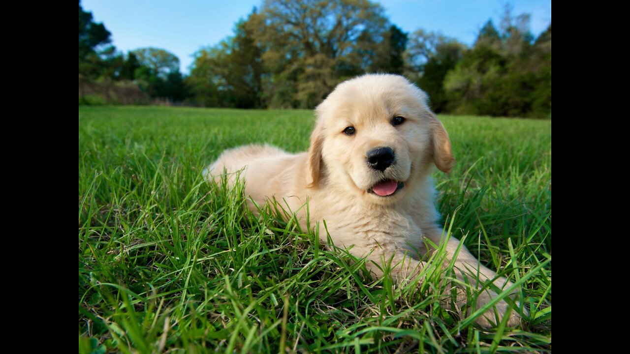 Puppy Training Video - So Cute!!