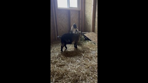 Little morning barn time