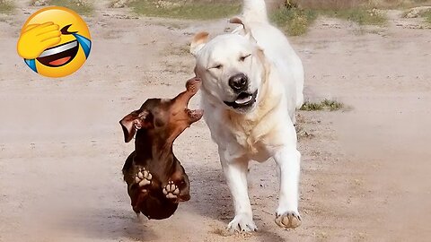 New Funny Videos 2023 😍 Cutest Cats and Dogs 🐱🐶