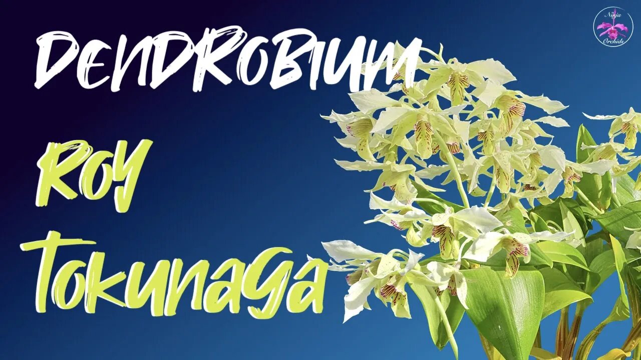 #GVOS2020 - Dendrobium Roy Tokunaga