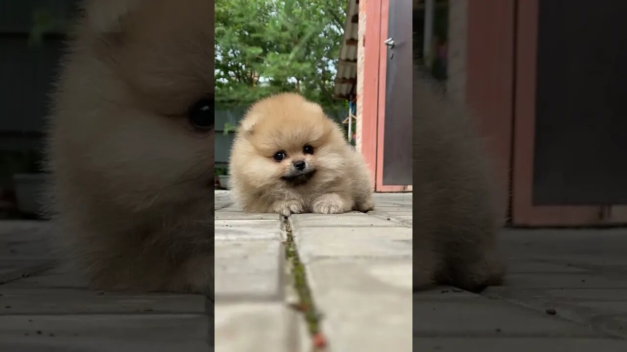 So Cute Puppy 😍😍