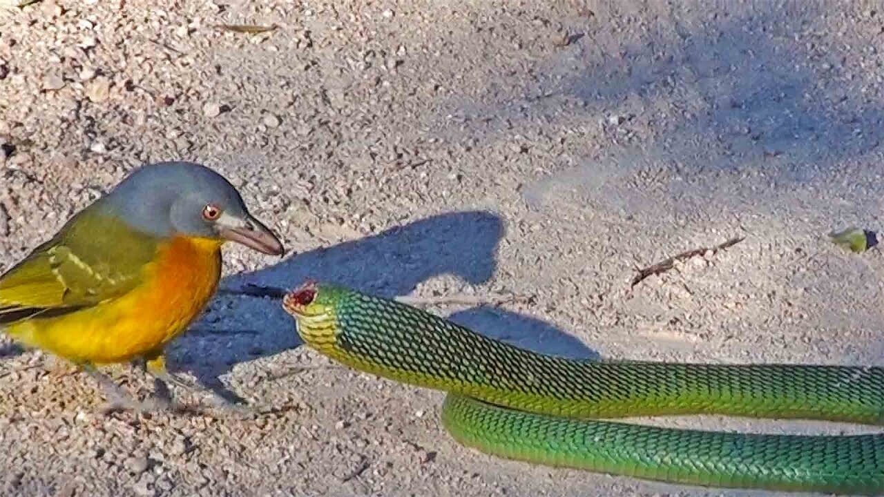 Bird Rips Snake’s Eyes Out as it Tries to Escape