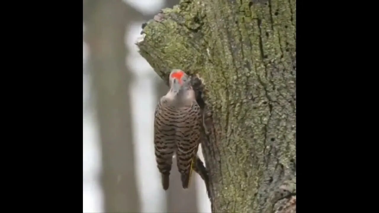 Northern Flickers fighting for their nest