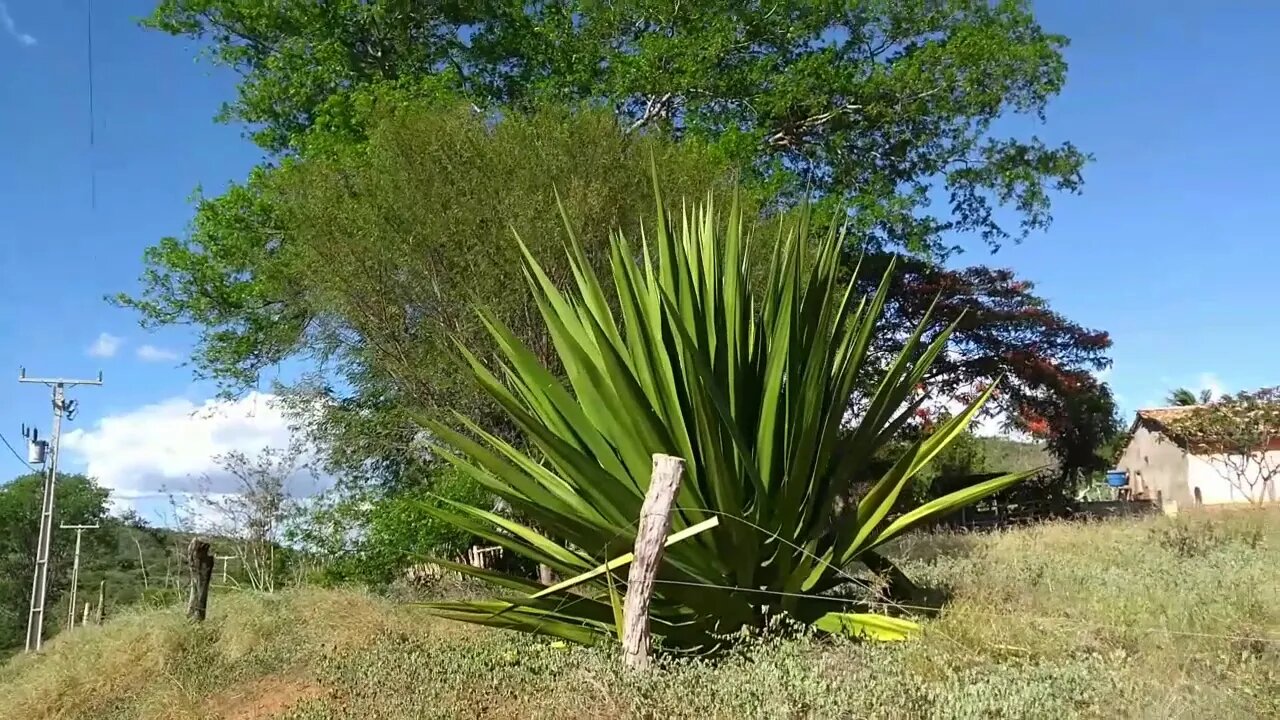 Linda planta grande chega a 2 metros de altura só não sei o nome