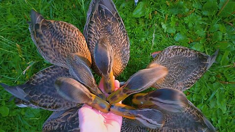 Once More the 7 Headed Hydra. Mallard Duck Ducklings