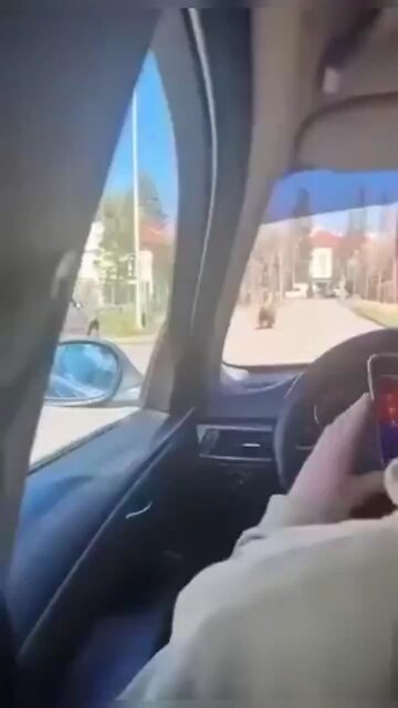 Bear in the center of Liptovský Mikuláš