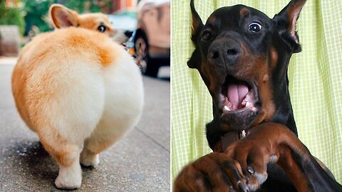 Funniest Animals Videos 2023 😹 Try Not To Laugh Funny Dogs And Cat 😁